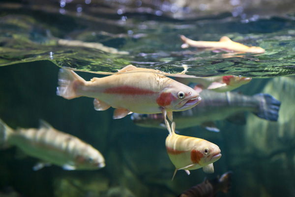 تتشابه الأسماك التي تعيش في البيئة المائية العذبة مع الأسماك التي تعيش في البيئة المائية البحرية، لأن الأسماك لها نفس التركيب
